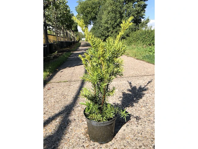 250x venijnboom taxus 'densiformis', haagplant, wintergroen, ca. 50 m1 haag - afbeelding 1 van  2