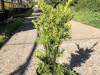 250x venijnboom taxus 'densiformis', haagplant, wintergroen, ca. 50 m1 haag - afbeelding 1 van  2
