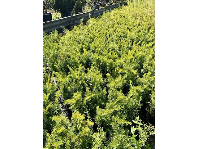 250x venijnboom taxus 'densiformis', haagplant, wintergroen, ca. 50 m1 haag - afbeelding 2 van  2