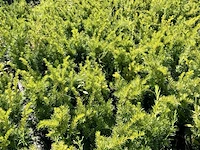 250x venijnboom taxus 'densiformis', haagplant, wintergroen, ca. 50 m1 haag - afbeelding 2 van  2
