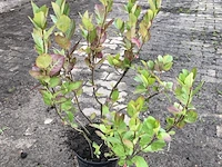 25x bosplantsoen euonymus, viburnum, amelanchier, cornus, aronia, sierheester, ca. 220 cm stamhoogte - afbeelding 1 van  5
