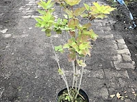 25x bosplantsoen euonymus, viburnum, amelanchier, cornus, aronia, sierheester, ca. 220 cm stamhoogte - afbeelding 4 van  5