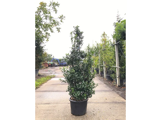 25x hulst ilex 'blue prince', haagplant, wintergroen, ca. 100-150 cm hoog - afbeelding 1 van  4