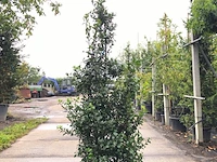 25x hulst ilex 'blue prince', haagplant, wintergroen, ca. 100-150 cm hoog - afbeelding 1 van  4