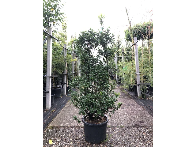 25x hulst ilex 'blue prince', haagplant, wintergroen, ca. 100-150 cm hoog - afbeelding 2 van  4