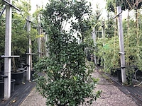 25x hulst ilex 'blue prince', haagplant, wintergroen, ca. 100-150 cm hoog - afbeelding 2 van  4