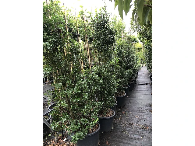 25x hulst ilex 'blue prince', haagplant, wintergroen, ca. 100-150 cm hoog - afbeelding 3 van  4
