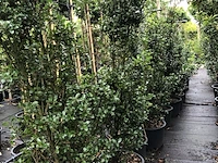 25x hulst ilex 'blue prince', haagplant, wintergroen, ca. 100-150 cm hoog - afbeelding 3 van  4