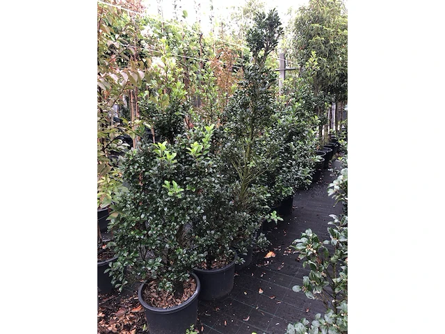 25x hulst ilex 'blue prince', haagplant, wintergroen, ca. 100-150 cm hoog - afbeelding 4 van  4