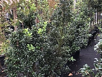 25x hulst ilex 'blue prince', haagplant, wintergroen, ca. 100-150 cm hoog - afbeelding 4 van  4