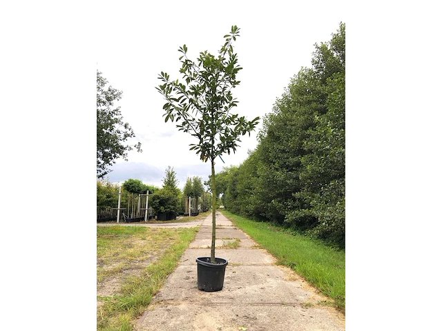 25x laurierkers prunus 'novita', leigeschikt, wintergroen, ca. 3 m hoog - afbeelding 1 van  2