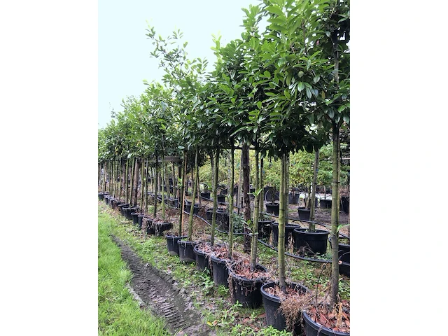 25x laurierkers prunus 'novita', leigeschikt, wintergroen, ca. 3 m hoog - afbeelding 2 van  2
