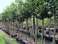 25x laurierkers prunus 'novita', leigeschikt, wintergroen, ca. 3 m hoog - afbeelding 2 van  2