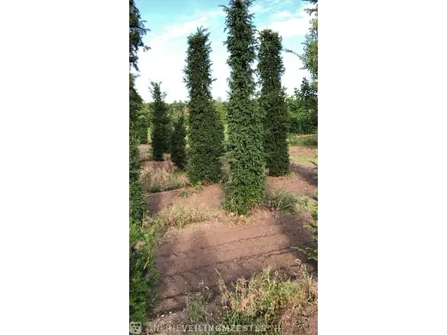 25x taxushaag taxus baccata, 350-400 cm - afbeelding 1 van  1