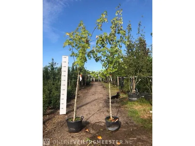 2x acer esdoorn, , 3-4 m hoog - afbeelding 1 van  1