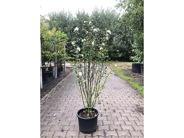 2x altheastruik hibiscus 'lady stanley', sierheester, roze bloei, ca. 150 cm hoog - afbeelding 1 van  3