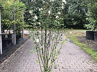 2x altheastruik hibiscus 'lady stanley', sierheester, roze bloei, ca. 150 cm hoog - afbeelding 1 van  3