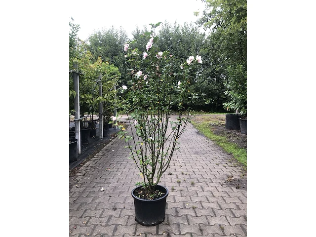 2x altheastruik hibiscus 'lady stanley', sierheester, roze bloei, ca. 150 cm hoog - afbeelding 2 van  3