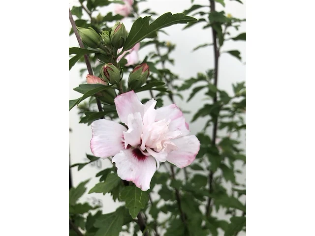 2x altheastruik hibiscus 'lady stanley', sierheester, roze bloei, ca. 150 cm hoog - afbeelding 3 van  3
