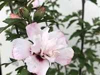 2x altheastruik hibiscus 'lady stanley', sierheester, roze bloei, ca. 150 cm hoog - afbeelding 3 van  3