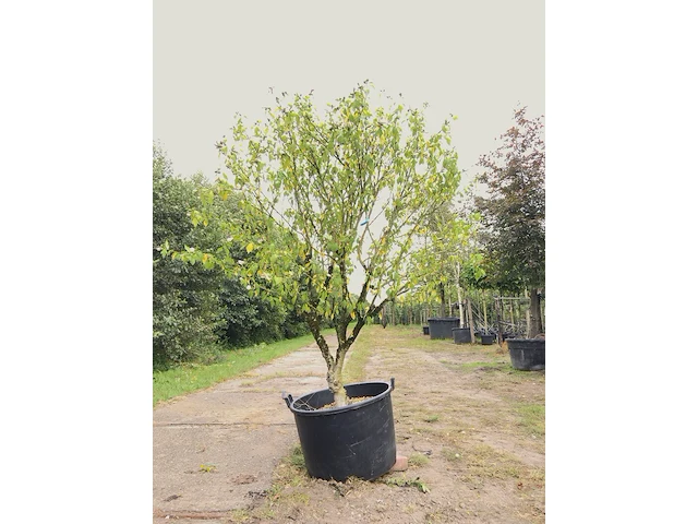 2x altheastruik hibiscus 'red heart', meerstammig, witrode bloei, ca. 200 cm hoog - afbeelding 1 van  3
