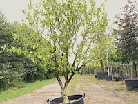 2x altheastruik hibiscus 'red heart', meerstammig, witrode bloei, ca. 200 cm hoog - afbeelding 1 van  3