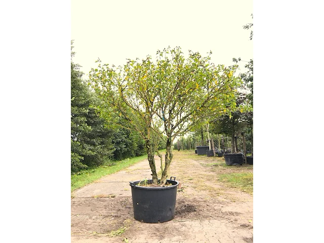2x altheastruik hibiscus 'red heart', meerstammig, witrode bloei, ca. 200 cm hoog - afbeelding 2 van  3