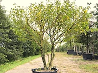 2x altheastruik hibiscus 'red heart', meerstammig, witrode bloei, ca. 200 cm hoog - afbeelding 2 van  3