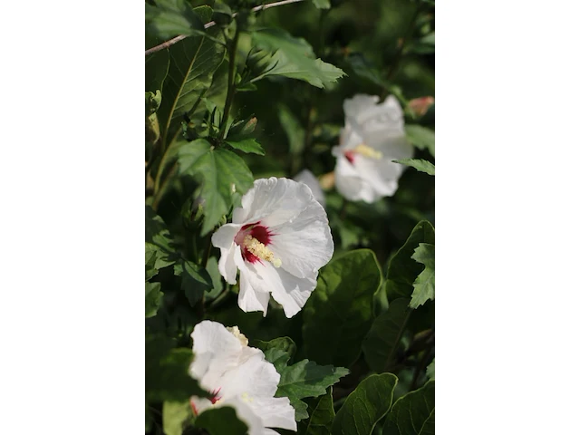 2x altheastruik hibiscus 'red heart', meerstammig, witrode bloei, ca. 200 cm hoog - afbeelding 3 van  3
