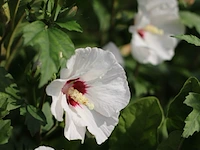 2x altheastruik hibiscus 'red heart', meerstammig, witrode bloei, ca. 200 cm hoog - afbeelding 3 van  3