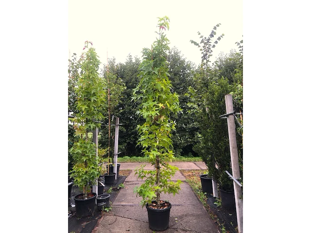 2x amberboom liquidambar 'slender silhouette', zuilvorm, herfstverkleuring, ca. 3 m hoog - afbeelding 1 van  2