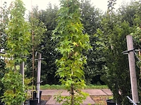 2x amberboom liquidambar 'slender silhouette', zuilvorm, herfstverkleuring, ca. 3 m hoog - afbeelding 1 van  2