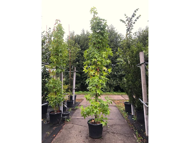 2x amberboom liquidambar 'slender silhouette', zuilvorm, herfstverkleuring, ca. 3 m hoog - afbeelding 2 van  2