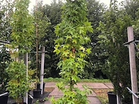 2x amberboom liquidambar 'slender silhouette', zuilvorm, herfstverkleuring, ca. 3 m hoog - afbeelding 2 van  2