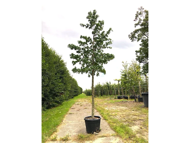 2x amberboom liquidambar styraciflua, herfstverkleuring, ca. 5 m hoog - afbeelding 1 van  3