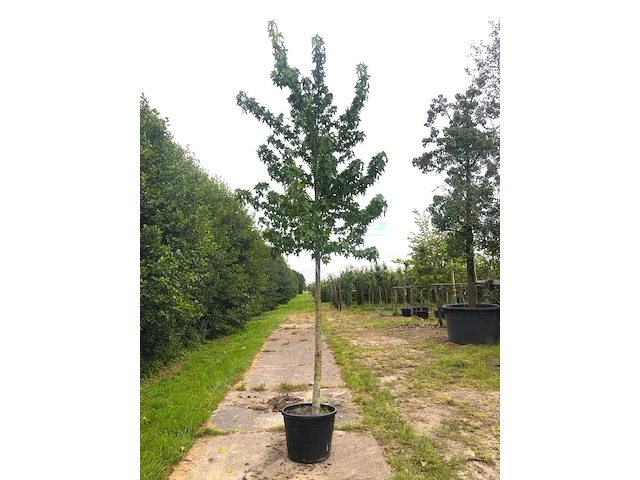 2x amberboom liquidambar styraciflua, herfstverkleuring, ca. 5 m hoog - afbeelding 2 van  3