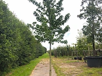 2x amberboom liquidambar styraciflua, herfstverkleuring, ca. 5 m hoog - afbeelding 2 van  3