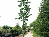 2x amberboom liquidambar styraciflua, herfstverkleuring, ca. 6 m hoog - afbeelding 1 van  3