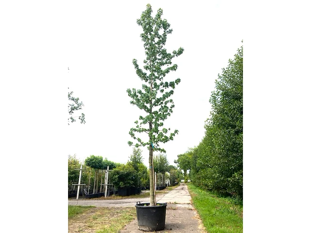 2x amberboom liquidambar styraciflua, herfstverkleuring, ca. 6 m hoog - afbeelding 2 van  3