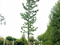 2x amberboom liquidambar styraciflua, herfstverkleuring, ca. 6 m hoog - afbeelding 2 van  3