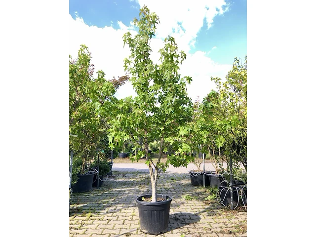 2x amberboom liquidambar styraciflua, meerstammig, herfstverkleuring, ca. 2 m hoog - afbeelding 1 van  3