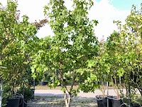 2x amberboom liquidambar styraciflua, meerstammig, herfstverkleuring, ca. 2 m hoog - afbeelding 1 van  3