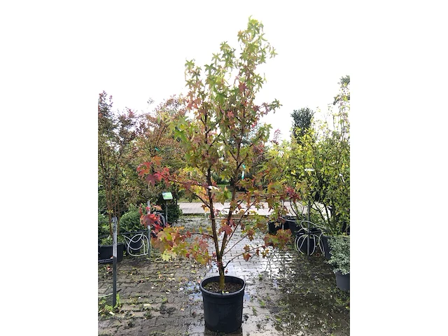 2x amberboom liquidambar styraciflua, meerstammig, herfstverkleuring, ca. 2 m hoog - afbeelding 2 van  3