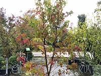 2x amberboom liquidambar styraciflua, meerstammig, herfstverkleuring, ca. 2 m hoog - afbeelding 2 van  3