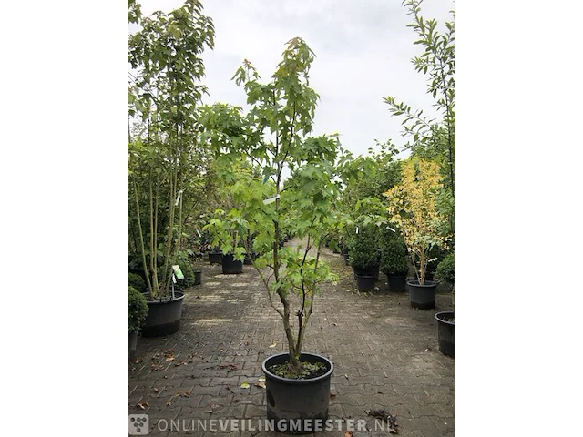 2x amberboom liquidambar styraciflua, meerstammig, roodoranje herfstkleur - afbeelding 2 van  4