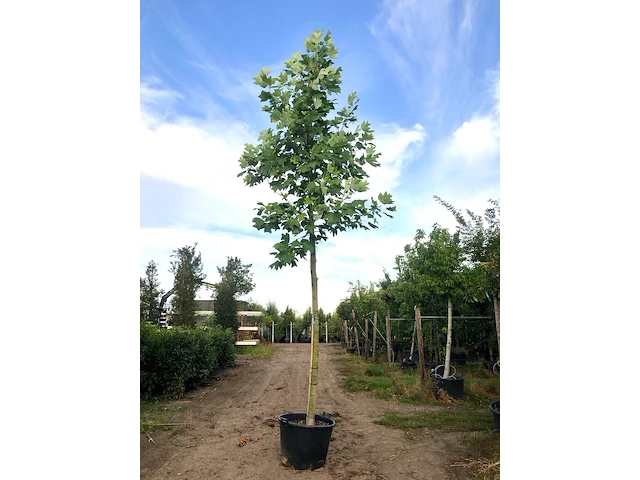 2x amerikaanse tulpenboom liriodendron tulipifera, gele herfstkleur, ca. 6 m hoog - afbeelding 1 van  2