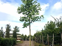 2x amerikaanse tulpenboom liriodendron tulipifera, gele herfstkleur, ca. 6 m hoog - afbeelding 1 van  2