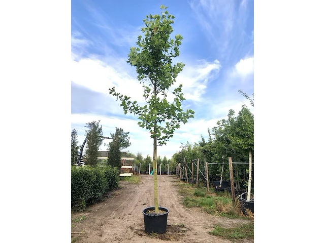 2x amerikaanse tulpenboom liriodendron tulipifera, gele herfstkleur, ca. 6 m hoog - afbeelding 2 van  2