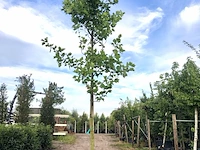 2x amerikaanse tulpenboom liriodendron tulipifera, gele herfstkleur, ca. 6 m hoog - afbeelding 2 van  2