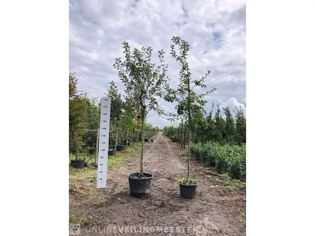 2x appelboom malus domestica, hoogstam, , 3-4 m hoog - afbeelding 1 van  1